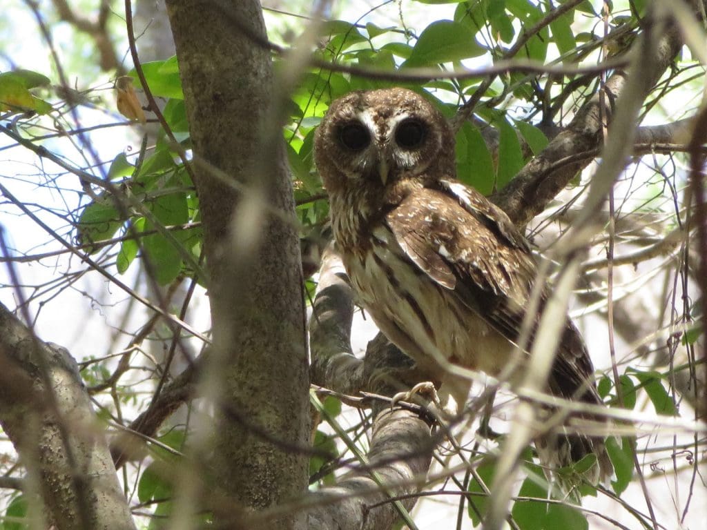 Owl in Monte Mojino Reserve