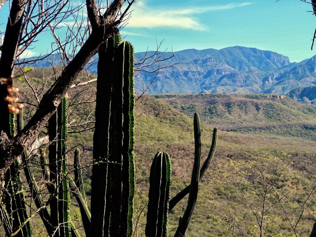 Cactus and mountain range landscape