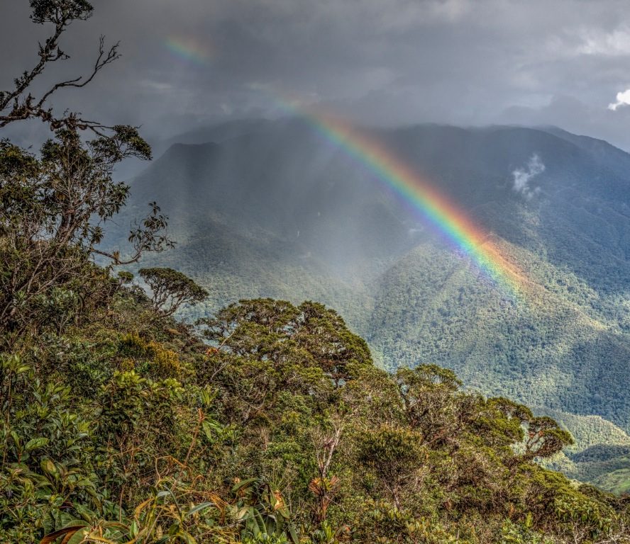 Bosque nuboso con arco iris
