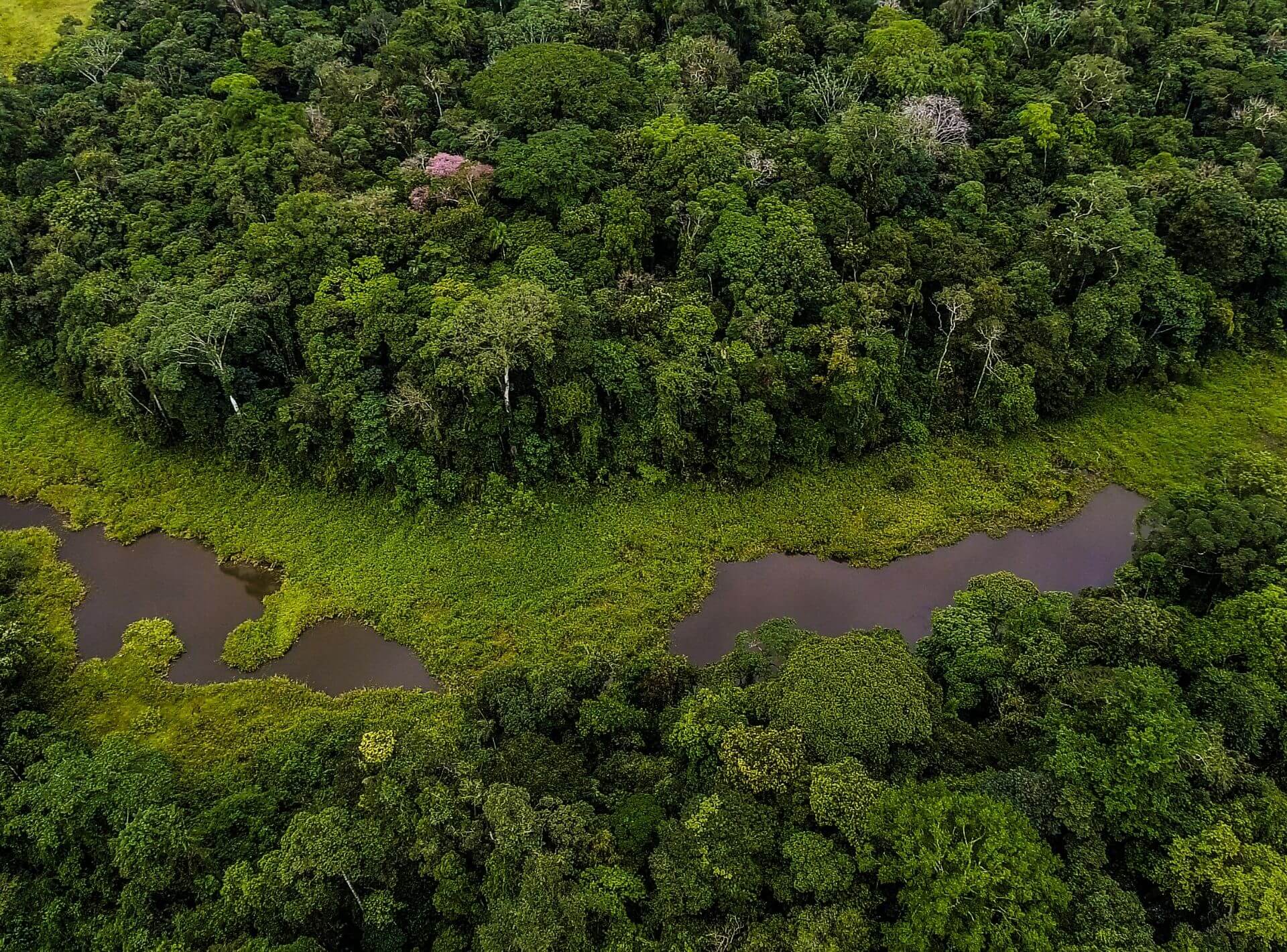 La Amazonía » Naturaleza y Cultura Internacional
