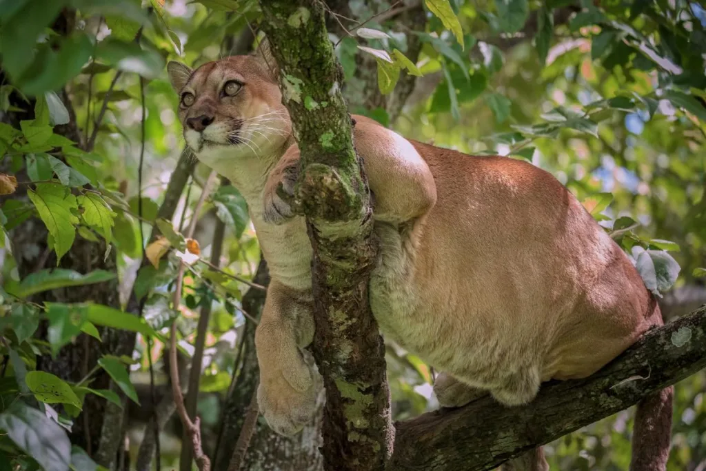 Puma descansando en un árbol