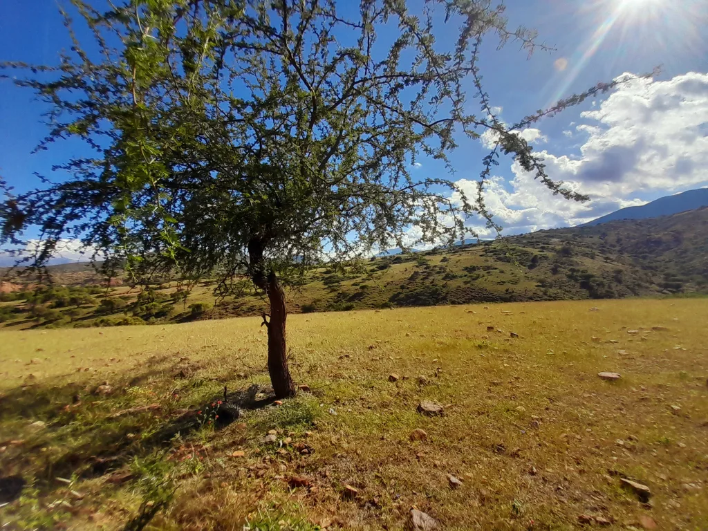 A native tree sits on a ridge in the Bolivian Quebracho and Condor Nature Reserve