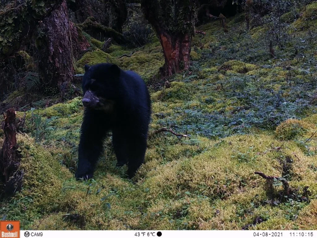 Oso-andino-Tremarctos-ornatus_ETAPA-EP » Naturaleza y Cultura Internacional