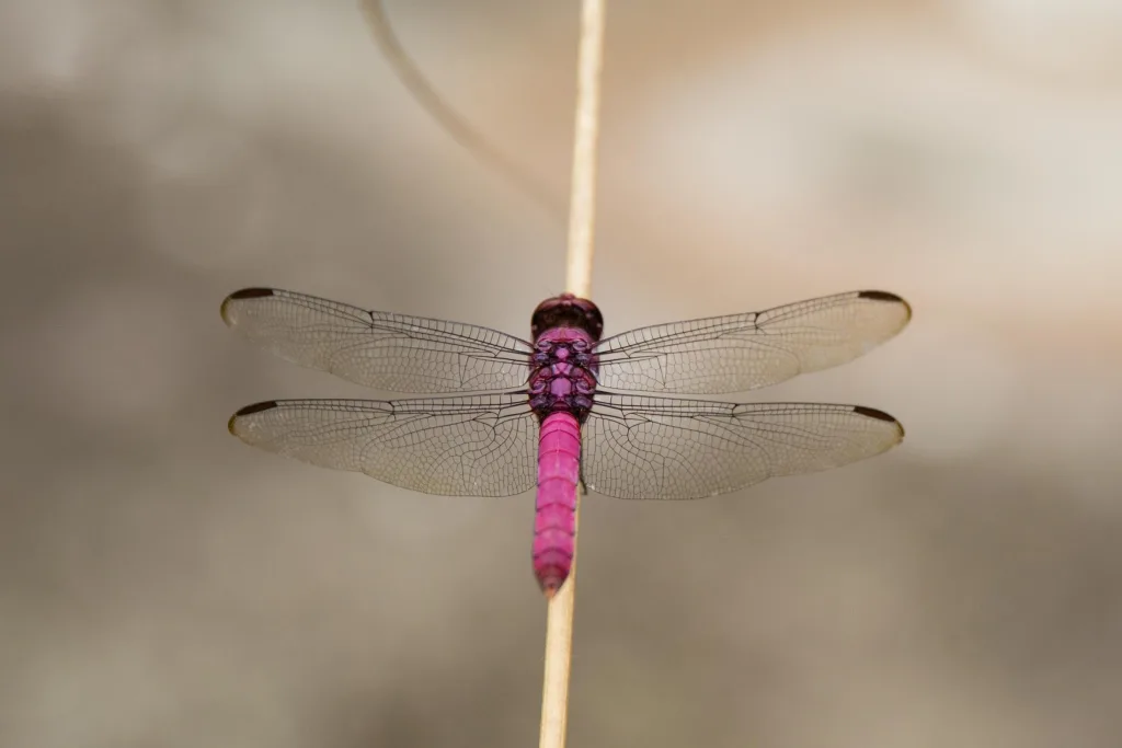 pink dragonfly on a stick