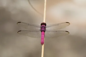 pink dragonfly on a stick
