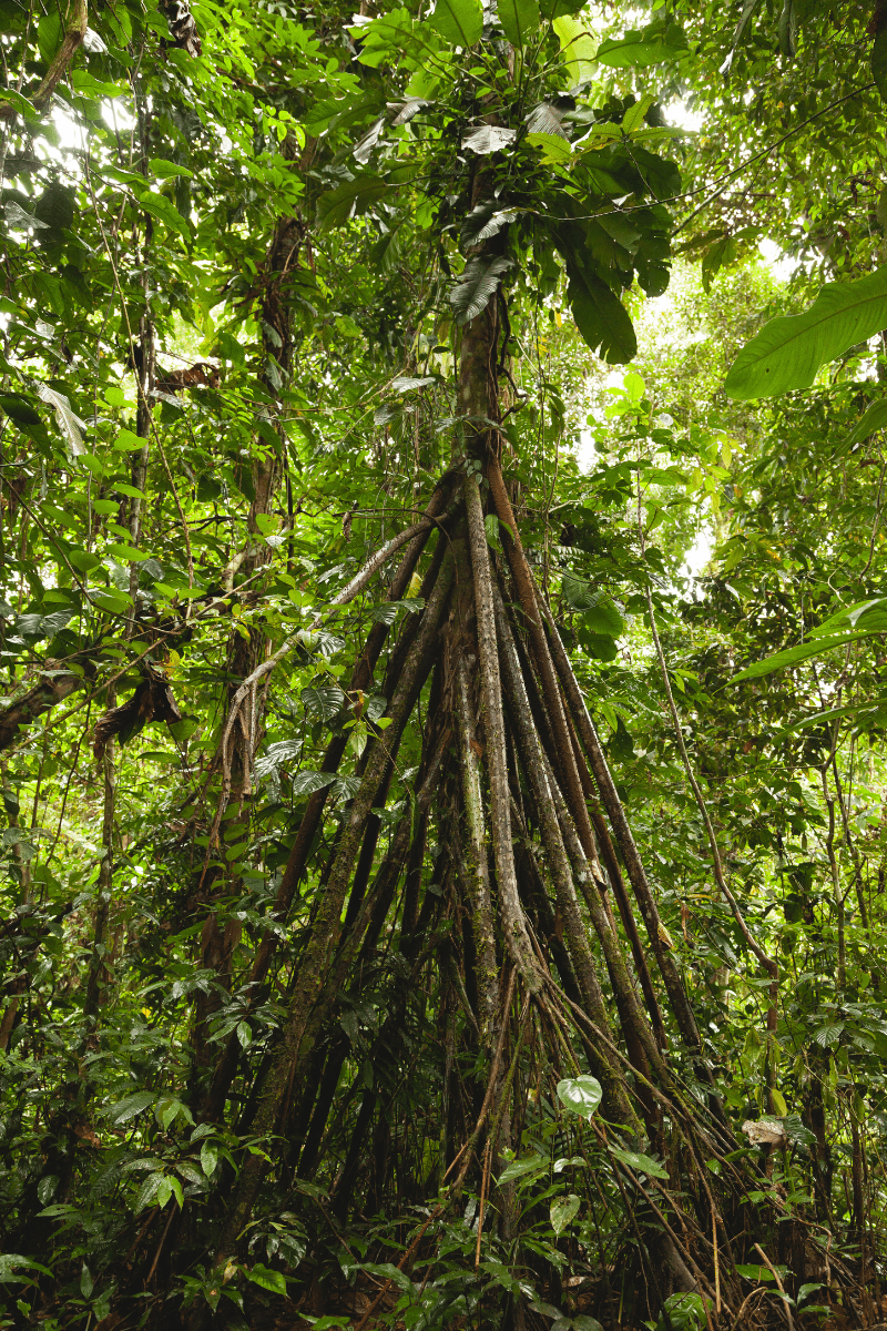 Walking palm tree Walking palm tree