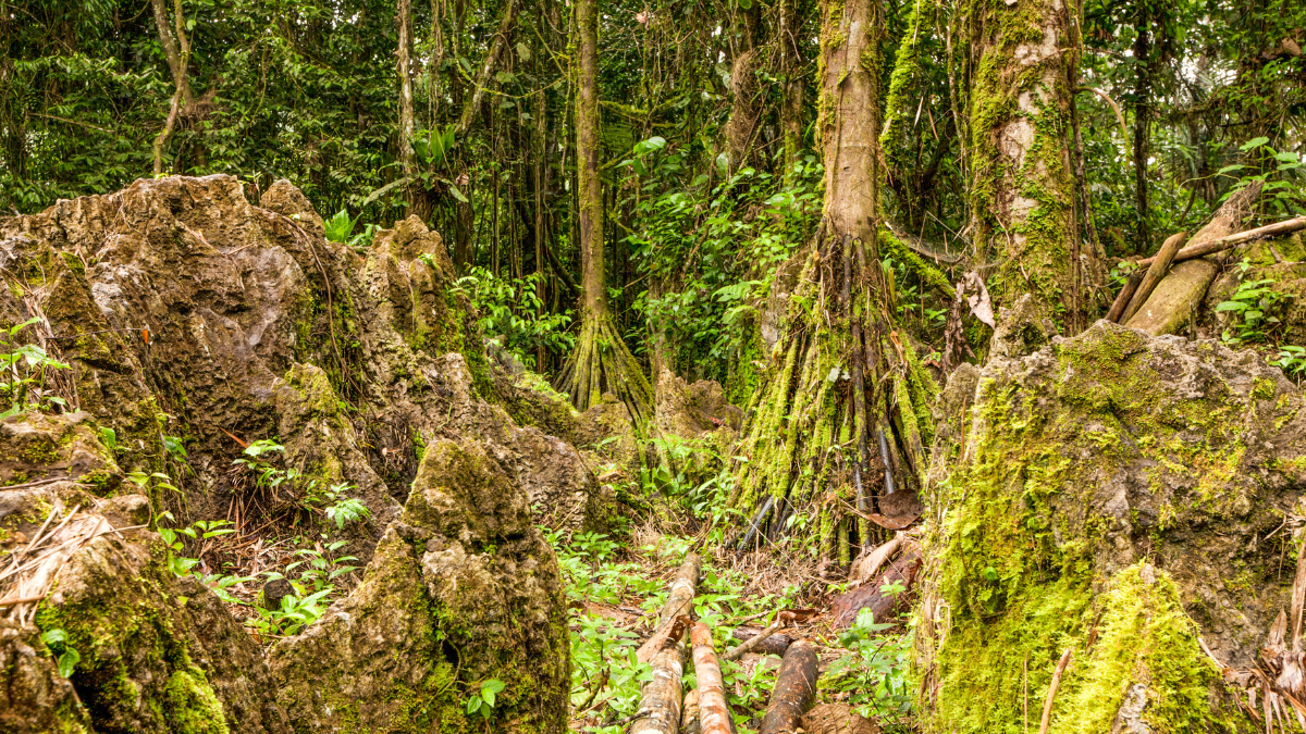 Walking palm tree Walking palm tree