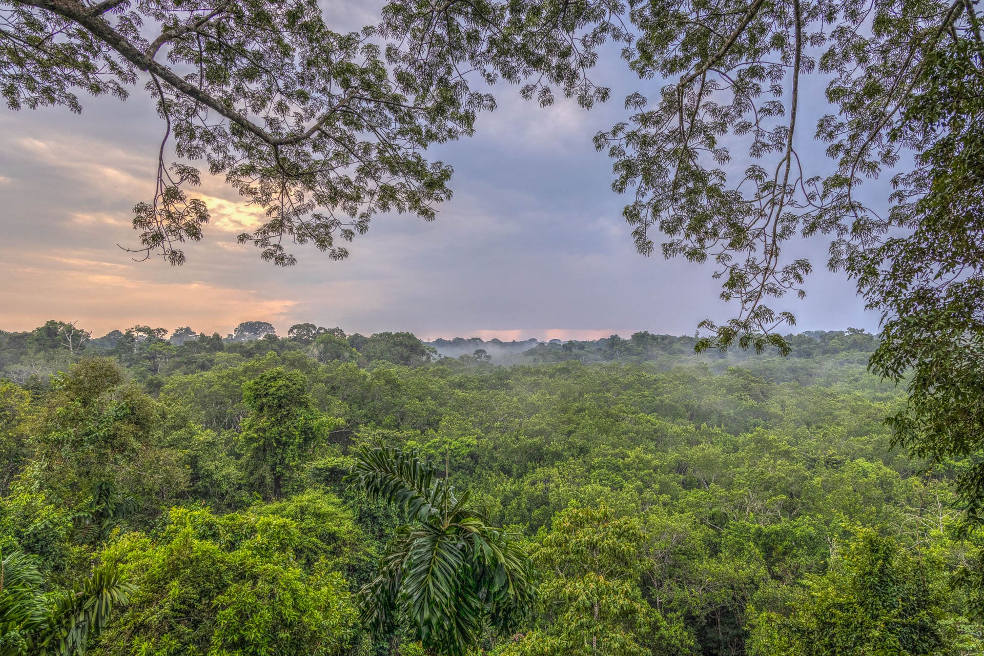 In the forest canopy at sunset