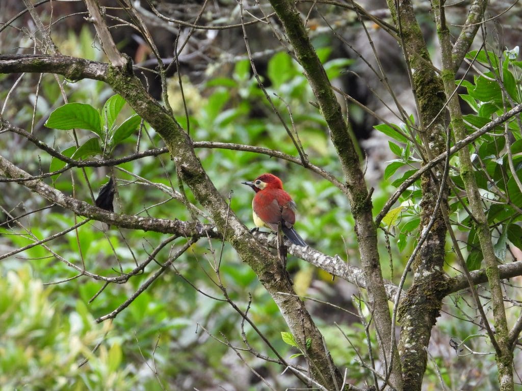 Bird in canopy
