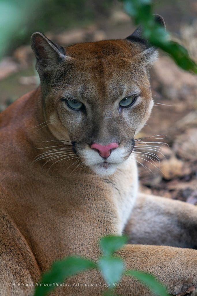Conservation Corridor Podocarpus Yacuri Refuge Biodiversity Ecuador Peru
