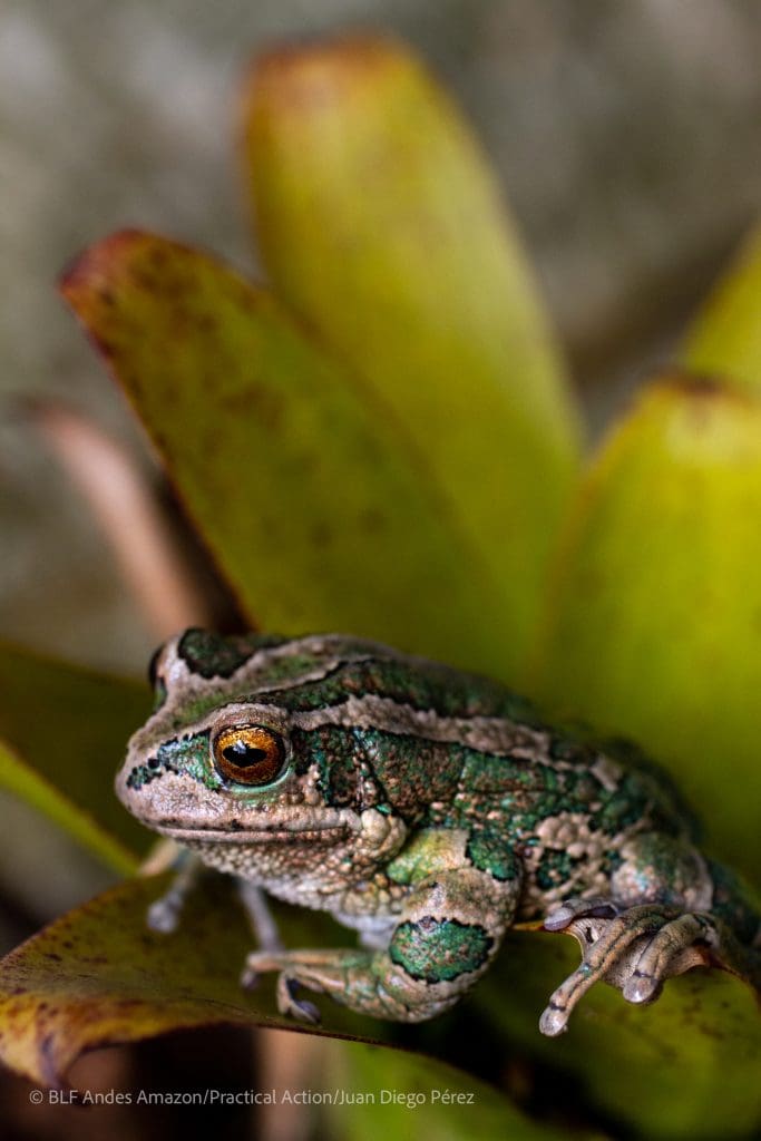Conservation Corridor Podocarpus Yacuri Refuge Biodiversity Ecuador Peru