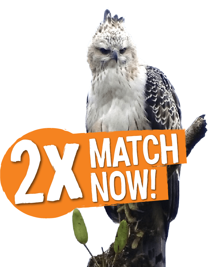 Eagle conservation campaign image — Triple your impact with a 3x match