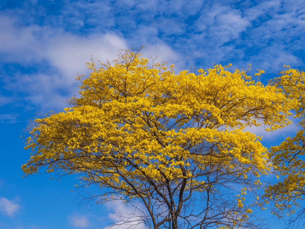 Guayacan tree