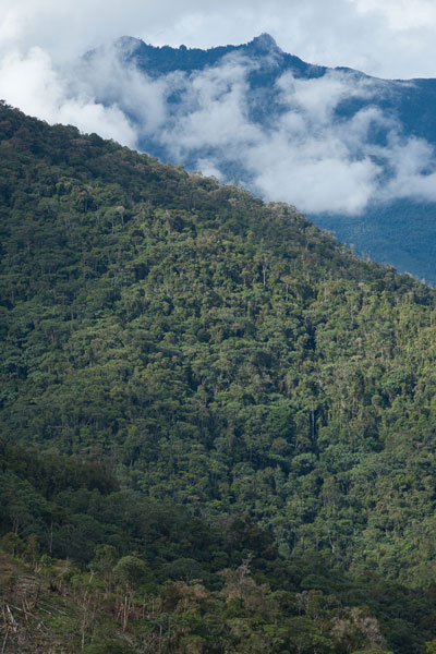Peru Andes Amazon Paramos Cloud Forest