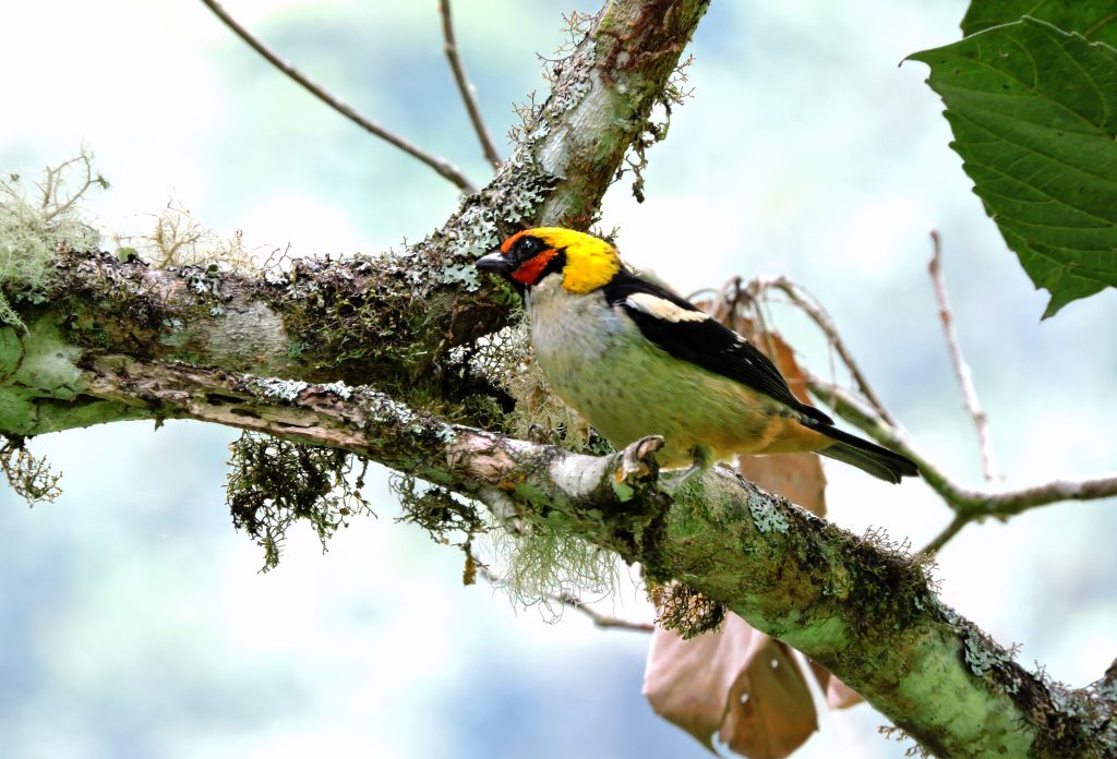 Andes-Amazon Conservation Corridor