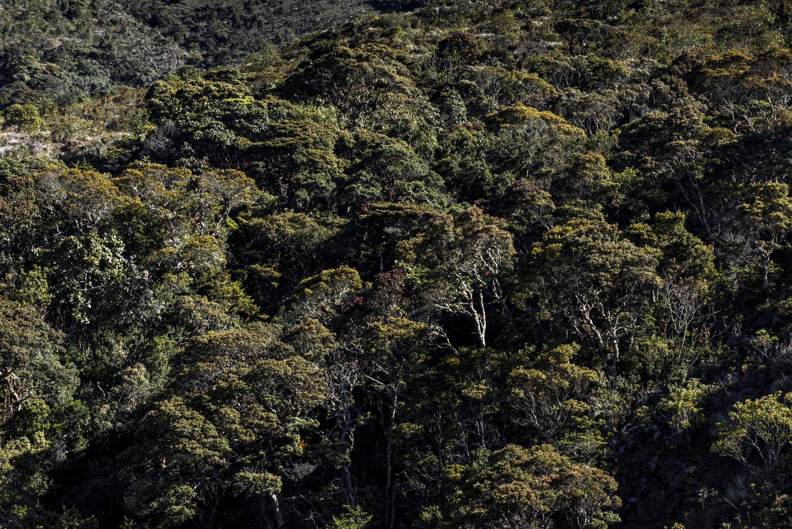 Aerial view of dense forest canopy covering rolling hills, with tall trees and deep shadows throughout the canopy