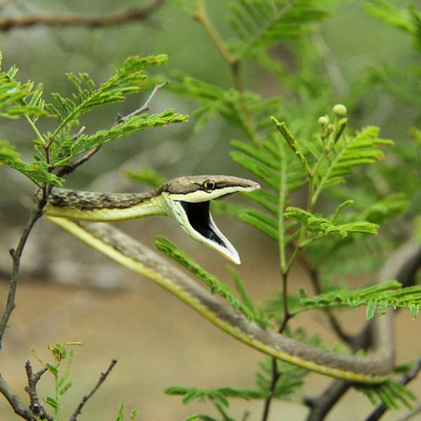 Bosque Seco Marañón Maranon Andes Peru Especies Biodiversidad