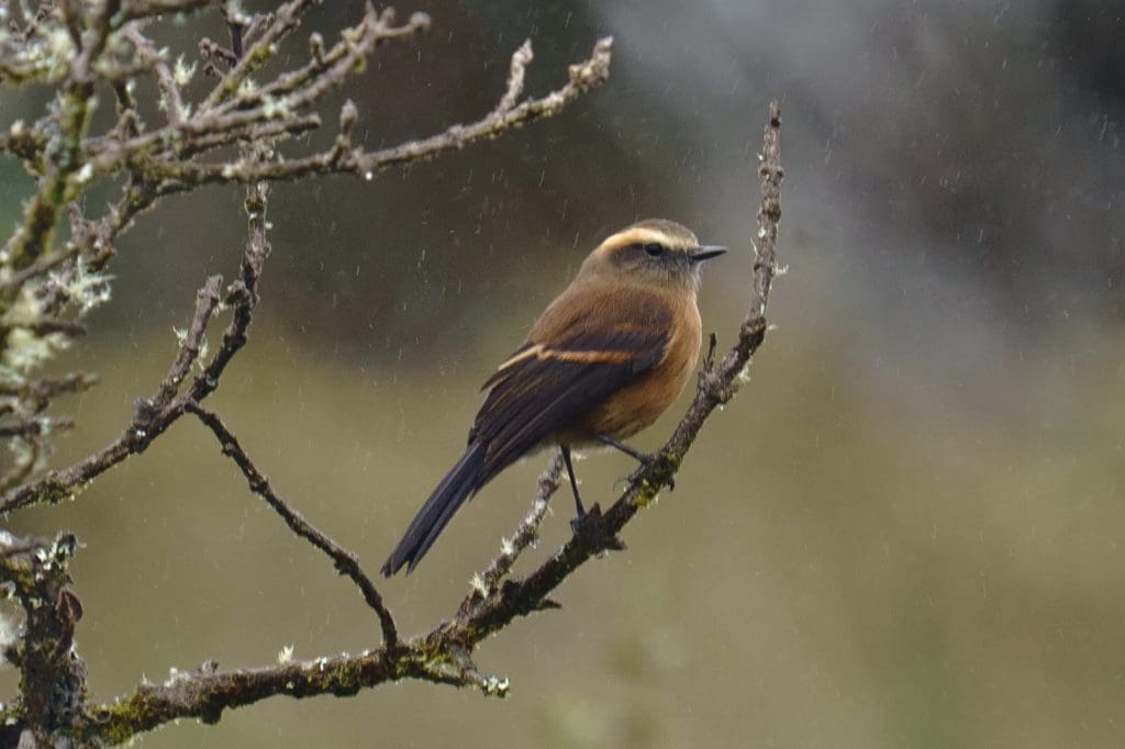 Brown-backed Chat-Tyrant