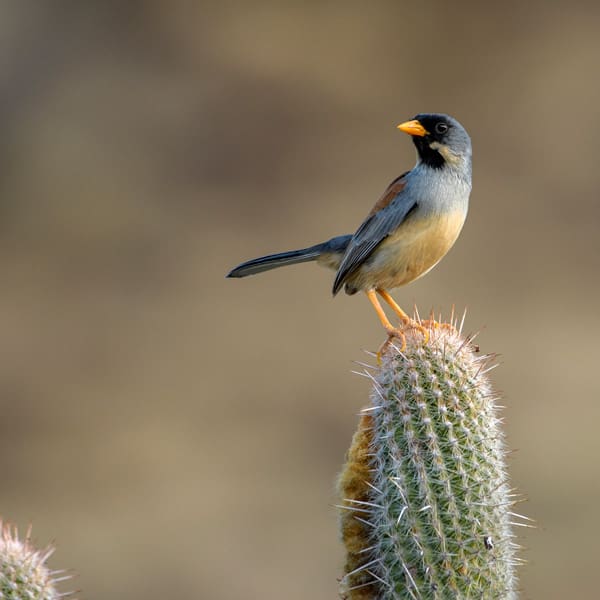 Small bird with a black face and yellow beak perched on a tall spiny cactus in a desert.
