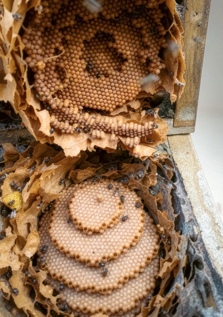 Abejas nativas sin aguijón en Palanda