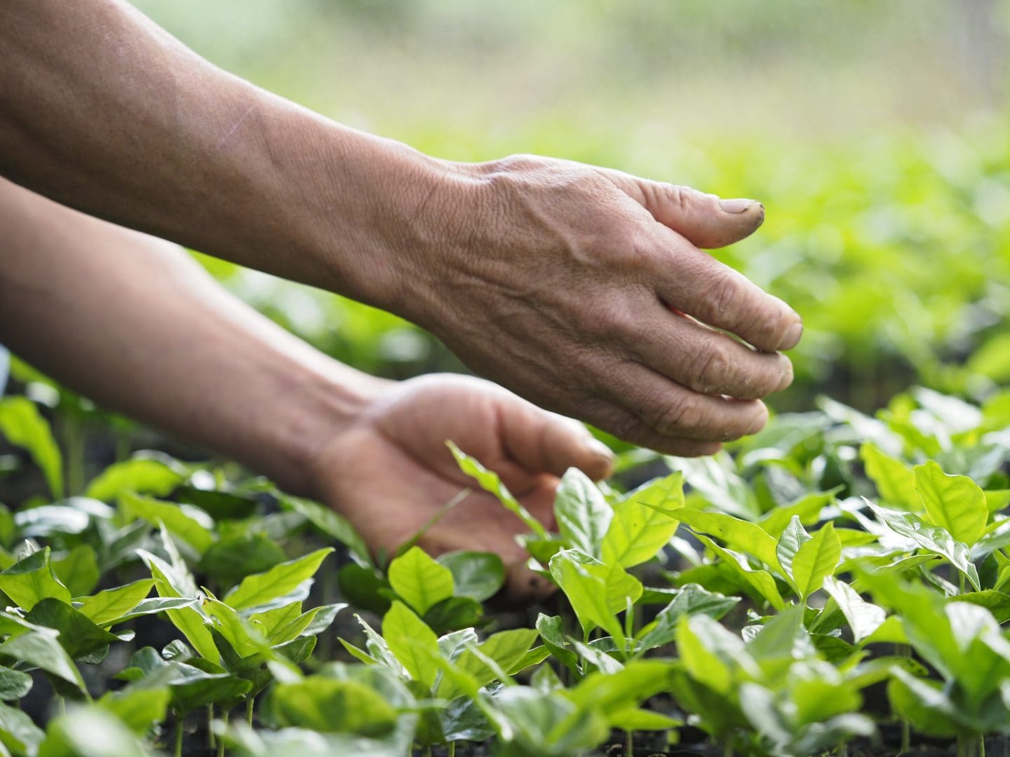 Cultivo de café