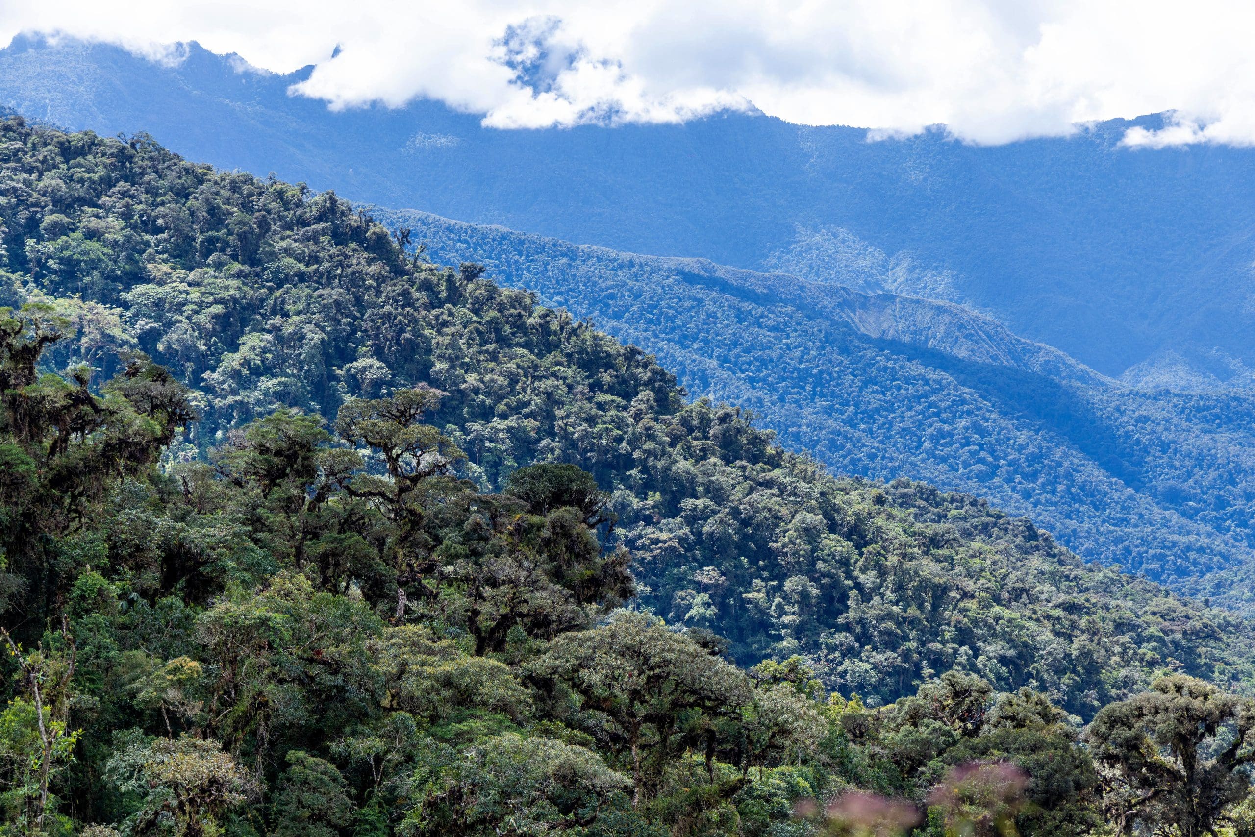 Andes Centrales Bosque Montano Perú Peru Biodiversidad