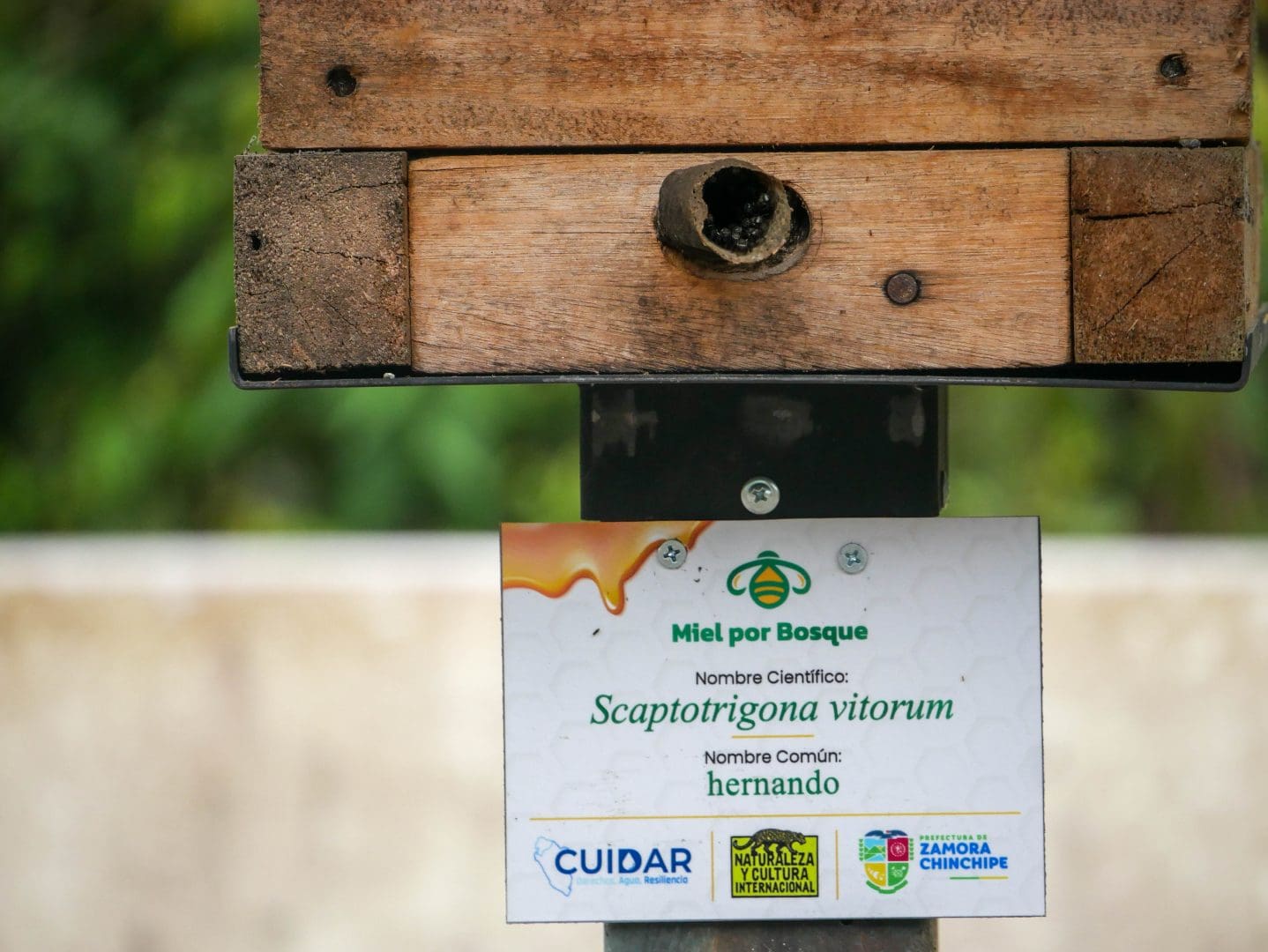 Caja tecnificada de abejas sin aguijón