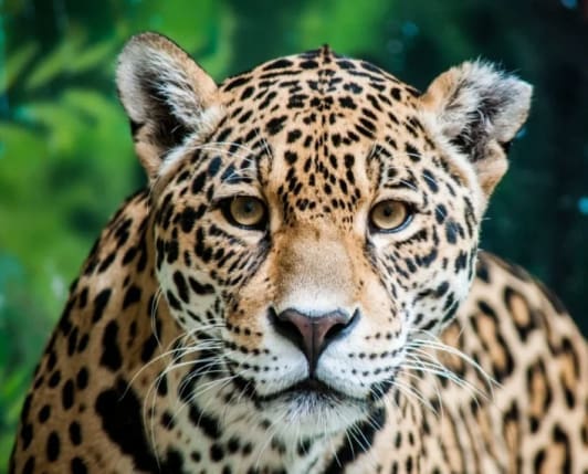 Jaguar (Panthera onca) looking directly at the camera in a tropical forest