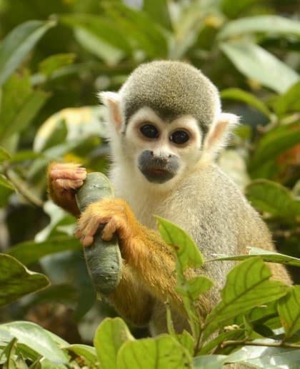 Squirrel monkey (Saimiri) perched among leaves in the Amazon rainforest