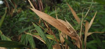 Anfibios en Abra de Zamora