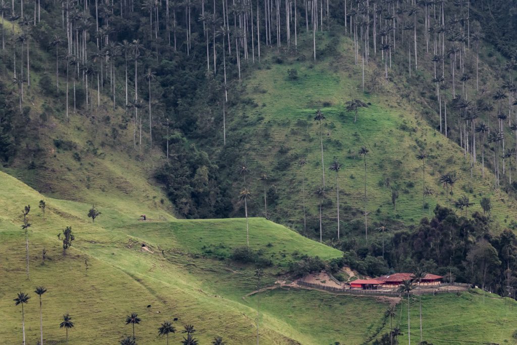 Mosaic of pastureland and natural spaces » Nature and Culture International Mountain landscape with green pastures in the foreground and tall, solitary wax palms, under a partly cloudy sky.