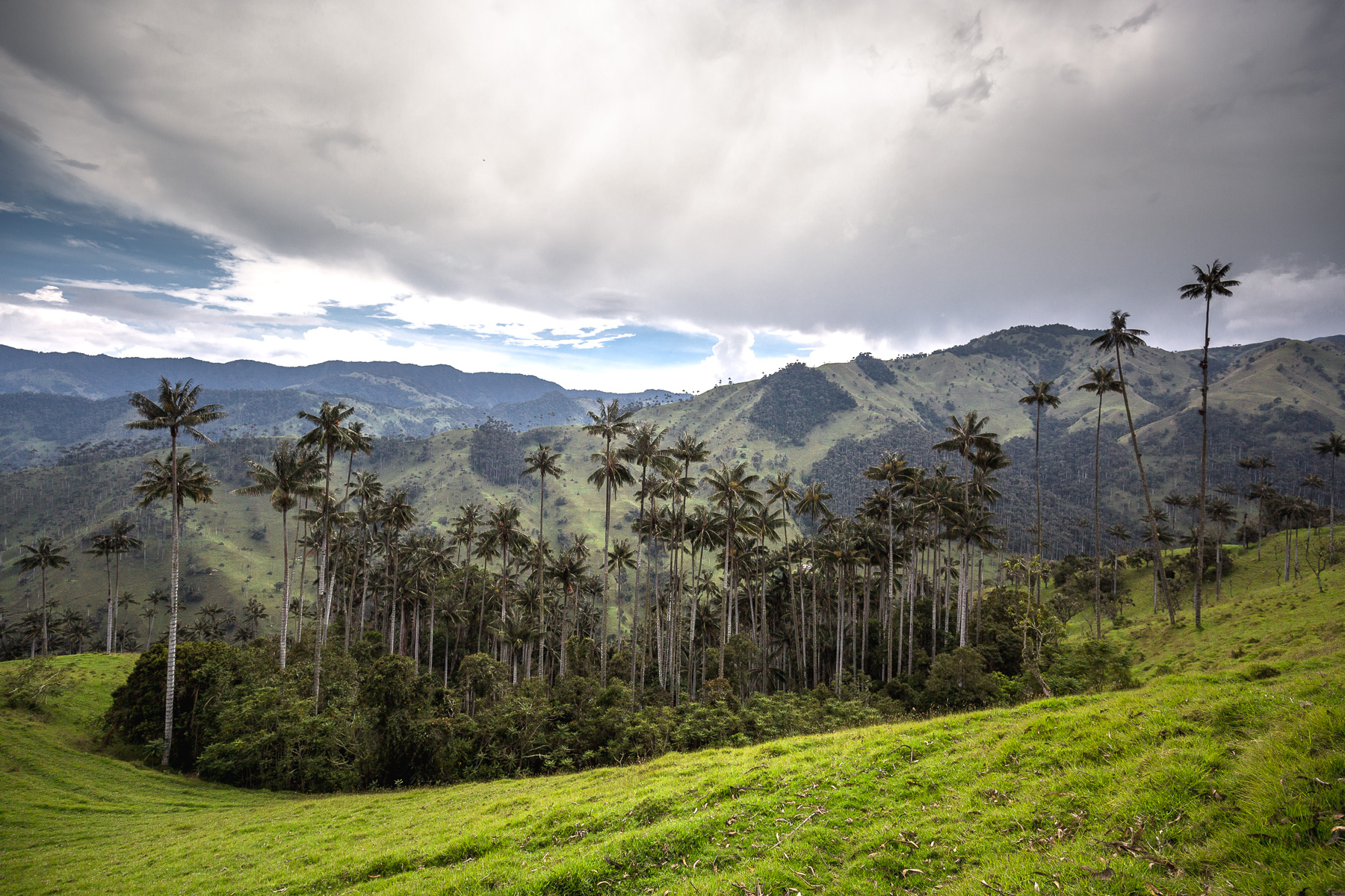 Mountainside in the Colombian Andes covered in dense forest, with dozens of wax palms rising above the canopy, under a cloudy sky.